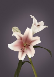手绘百合花