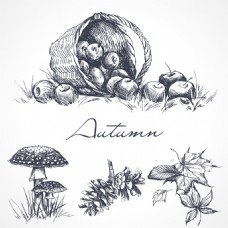 手绘素描植物插画