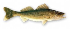 一条褐色的鱼侧面图免抠png透明素材