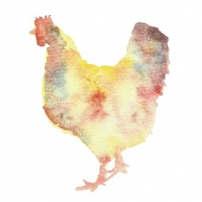 散步手绘彩色公鸡透明装饰图案