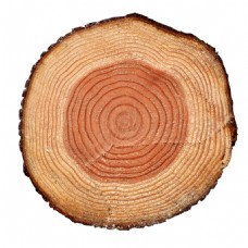 木材横切木头年轮png元素素材
