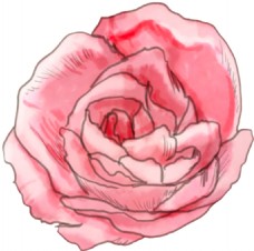 粉色牡丹花透明装饰图案