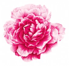 彩绘玫红色牡丹花朵图案元素