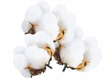 白色花白色纯净的棉花png元素素材