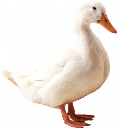 白色鸭子侧面图免抠png透明素材
