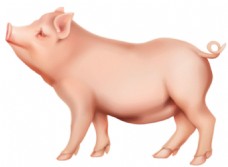 宠物猪手绘肥猪侧面图免抠png透明素材