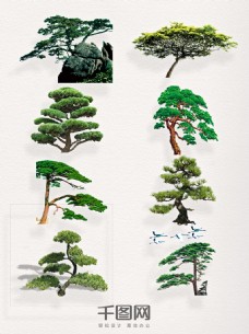 绿树一组坚韧不拔的松树图片