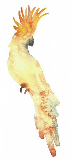 手绘纹理鹦鹉透明装饰图案