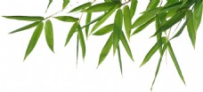 叶子漂亮绿色竹子叶免抠png透明素材