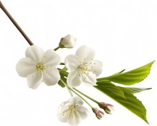 春季白色纯净的海棠花png元素素材