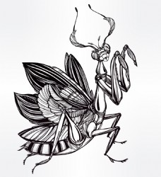 创意花纹黑白花纹创意螳螂图案