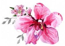 牡丹花卉卡通透明素材