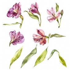 紫色手绘小花透明素材