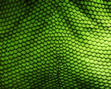 绿色鳞片动物填充纹理背景素材