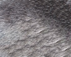 动物毛发填充纹理背景素材