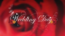 标语背景红色婚礼标语爱心玫瑰背景视频素材