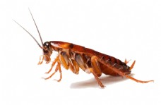 红色蟑螂侧面图免抠png透明素材