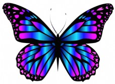 漂亮的彩色蝴蝶免抠png透明素材