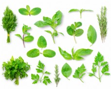 绿色蔬菜绿色植物叶子搭配装饰蔬菜美味树叶素材