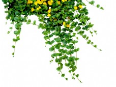 绿树绿色树藤黄色花png元素素材