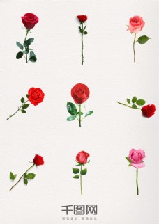 玫红色玫瑰一支粉玫瑰红玫瑰玫瑰花