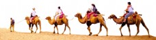 沙漠中的骆驼png元素素材