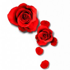 红色花朵玫瑰红花花瓣