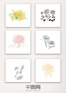 一组菊花的手绘素材