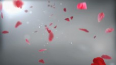 浪漫唯美花瓣飞舞动态视频素材
