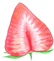 粉红可爱手绘草莓透明素材