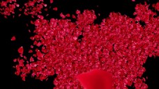 红色花瓣飞舞动态视频素材