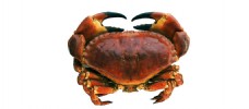 食材海鲜海鲜螃蟹动物美食素材餐饮食物