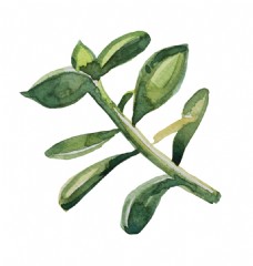 绿色大叶植物透明素材