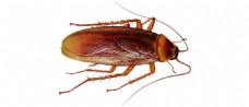 栗红色的蟑螂免抠png透明素材