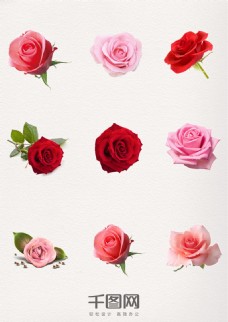花饰粉玫瑰红玫瑰蓝色玫瑰花装饰元素
