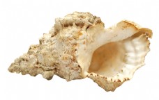 米黄色海螺免抠png透明素材