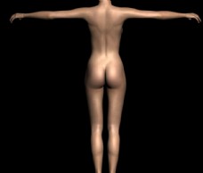 女性人体模型