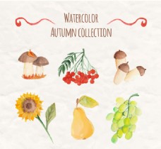 秋日6款水彩绘秋季植物与水果矢量图