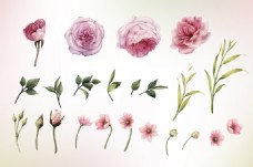 水彩粉色玫瑰花植物静物