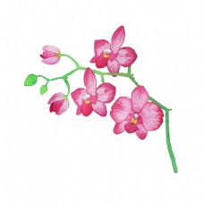粉色花卉透明装饰素材
