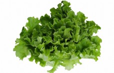 绿色叶子蔬菜生菜叶子绿色植物搭配营养