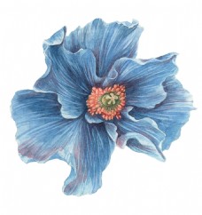 抠图专用蓝色立体花卉png透明素材