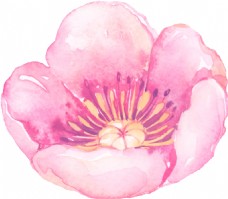 抠图专用绘画花卉透明素材