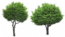 绿色小清新大树元素