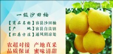 清明节DM柚子生鲜水果海报
