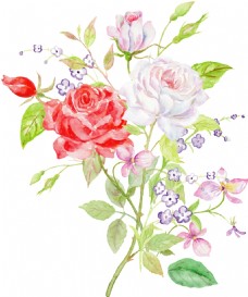 素雅鲜花手绘鲜艳于淡雅水彩玫瑰花png透明素材