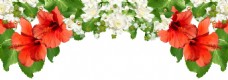 鲜花手绘鲜艳花卉树叶花边png透明素材