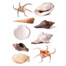 贝壳海洋海鲜贝壳动物音乐海洋食物装饰保护餐饮海螺