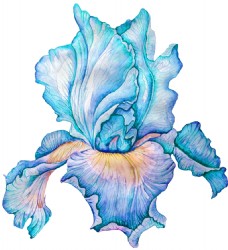 抠图专用蓝色绽放花卉透明素材