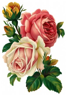 图片素材手绘逼真玫瑰花png透明素材